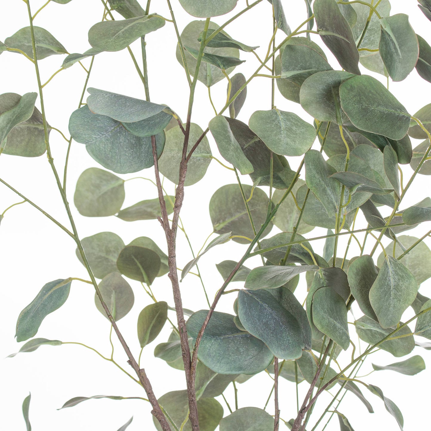 Large Eucalyptus Tree In Metallic Pot