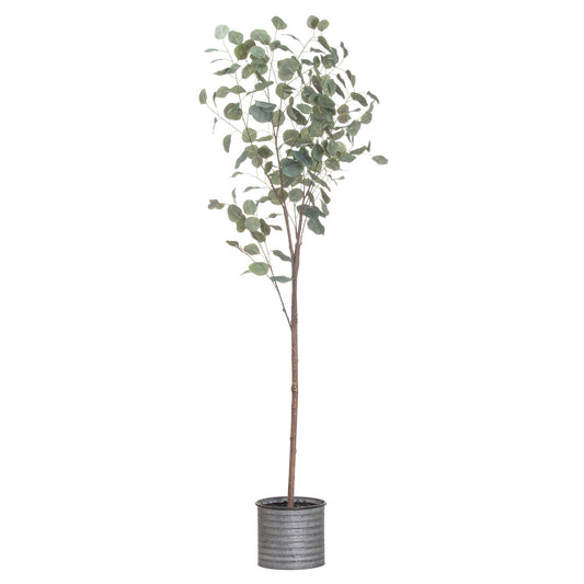 Large Eucalyptus Tree In Metallic Pot