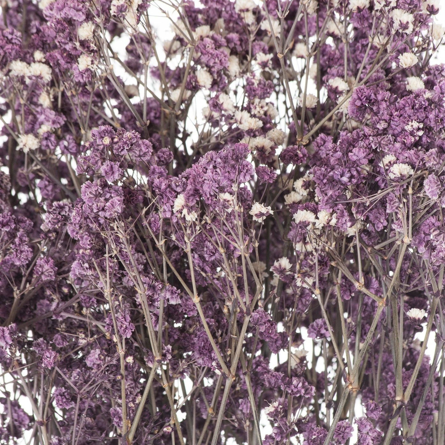 Dried Purple Babys Breath Bunch