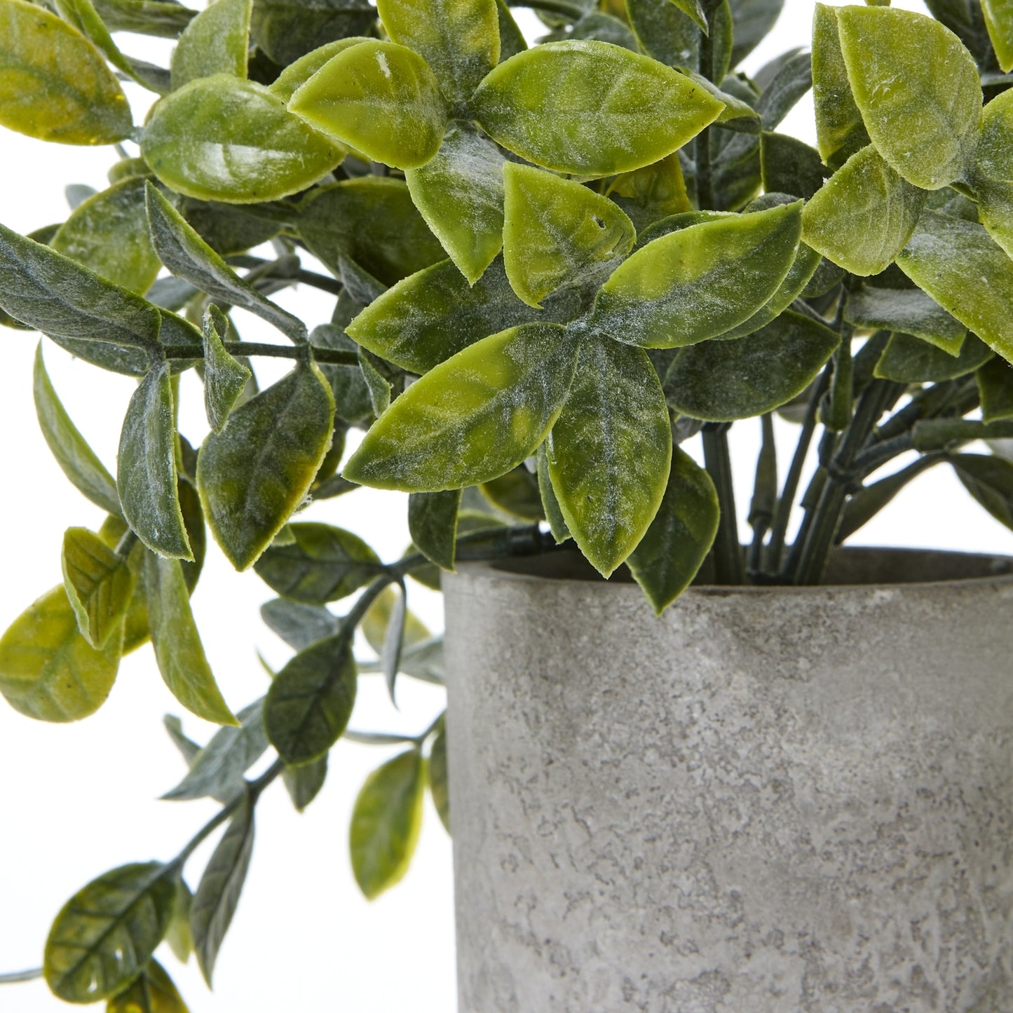 Small Box Plant In Grey Pot