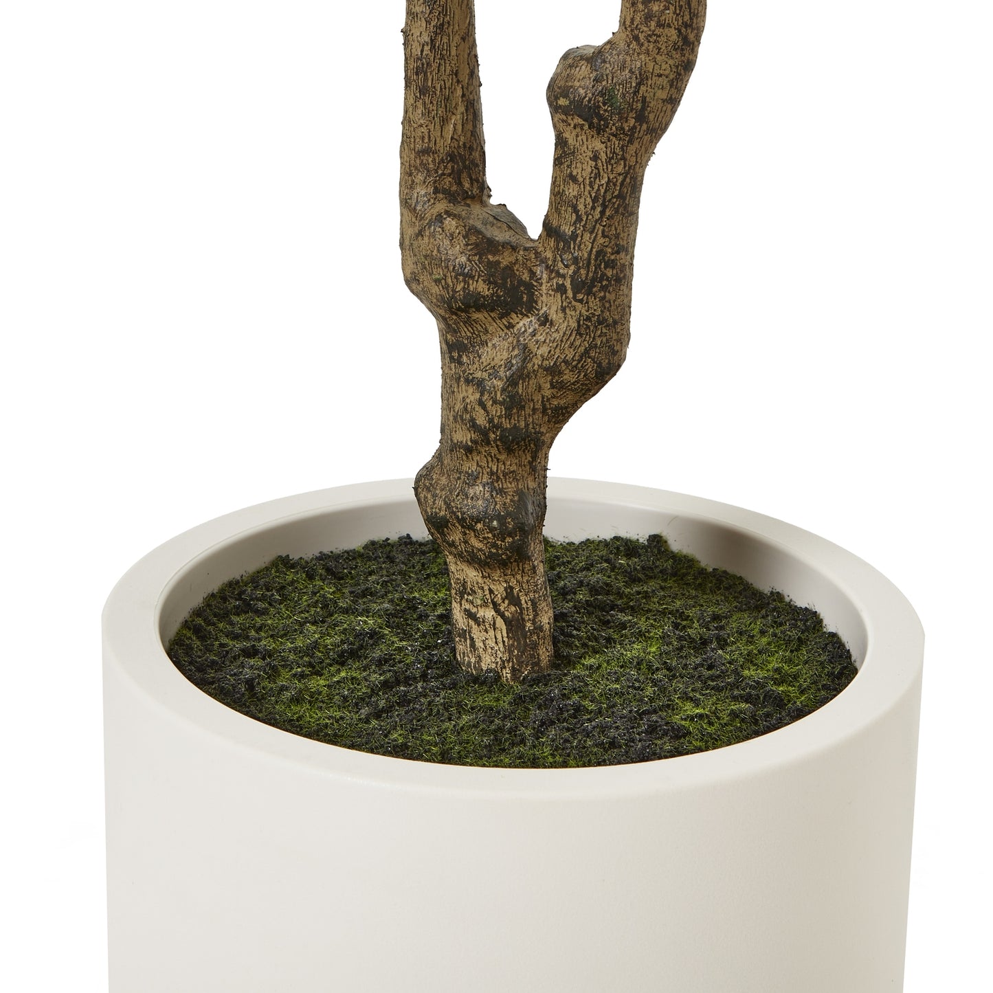 Apulia Olive Tree In White Pot 210Cm