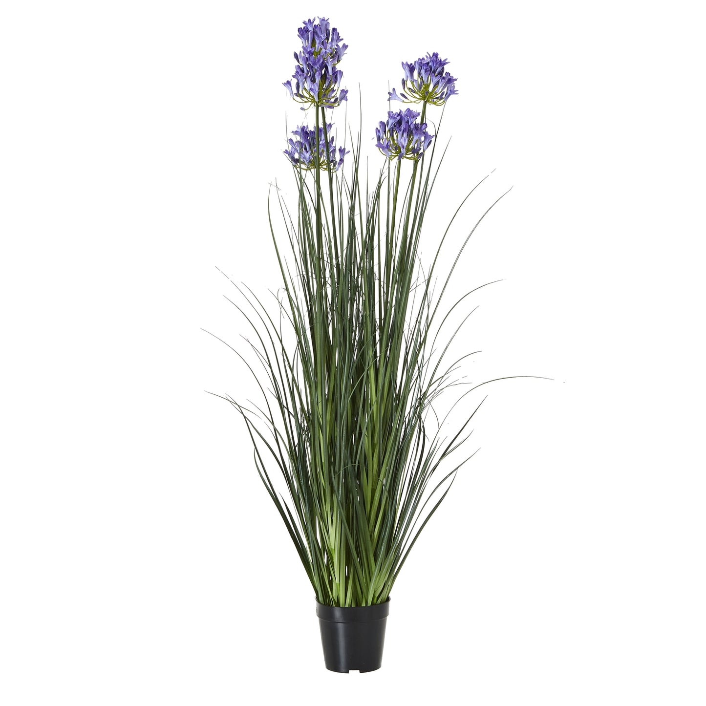 Large Blue Agapanthus Plant In Pot