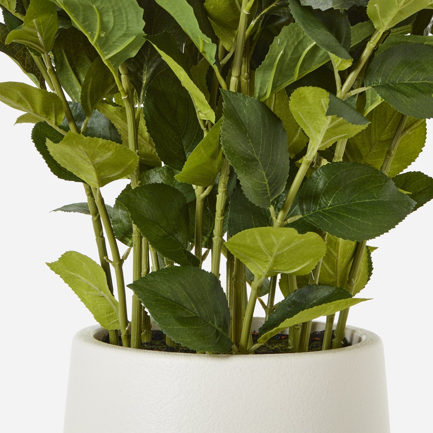 Large White Hydrangea In Pot