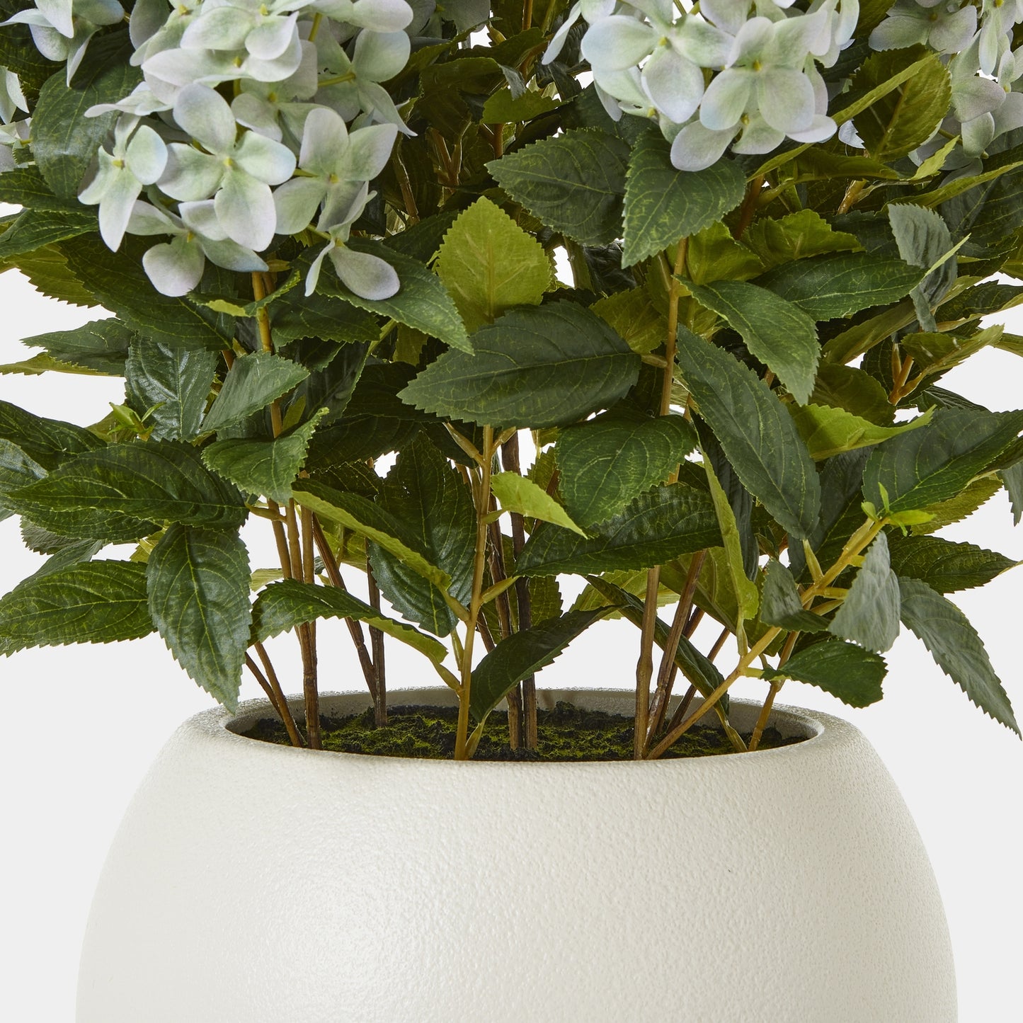 Large Green Hydrangea Plant In Pot