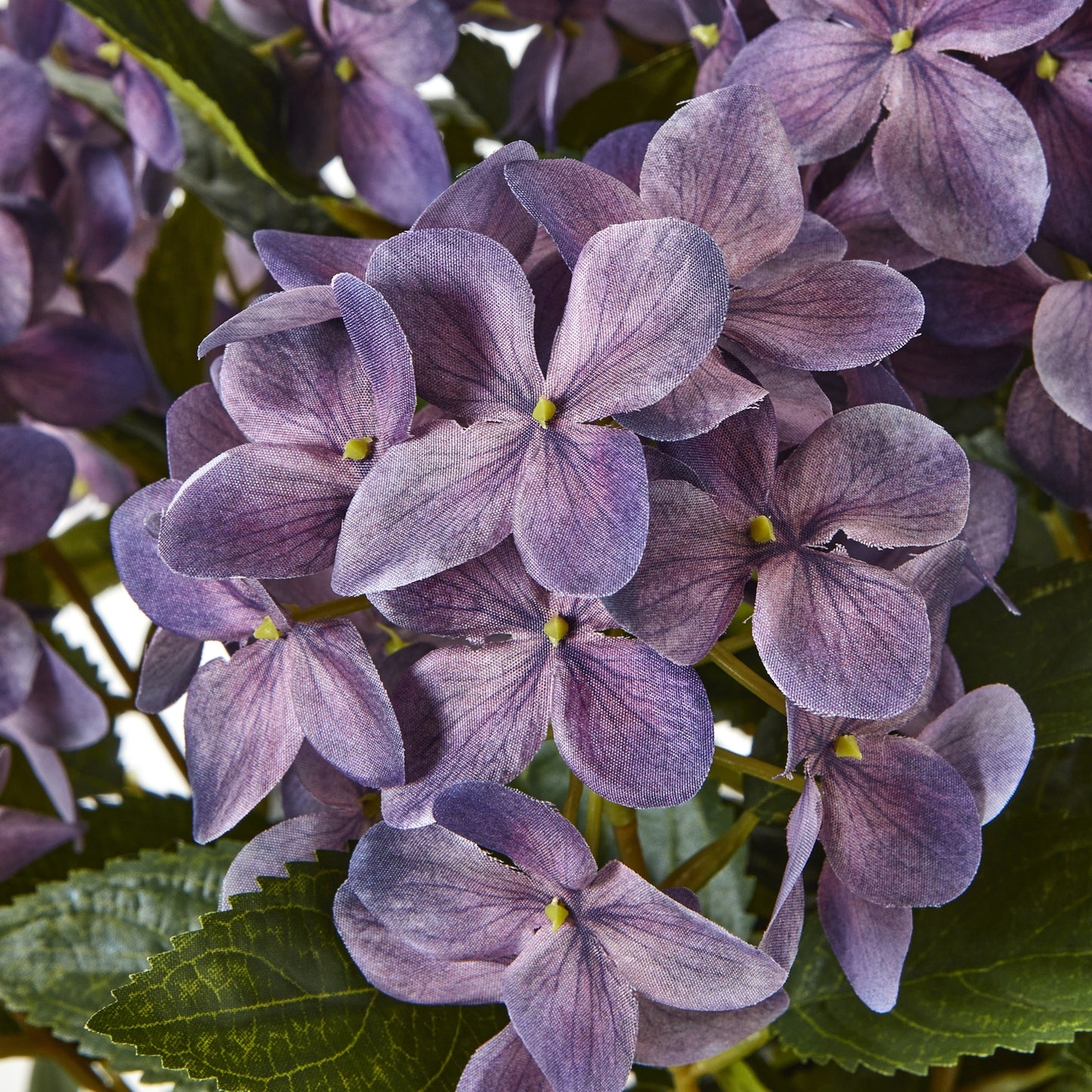 Medium Plum Hydrangea Plant In Pot