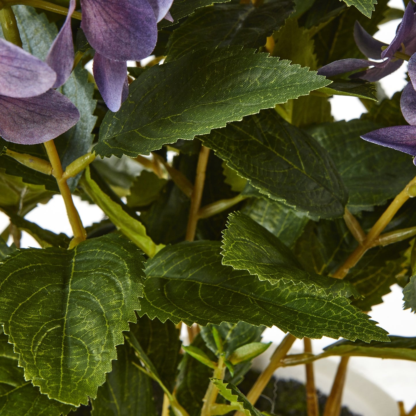 Medium Plum Hydrangea Plant In Pot