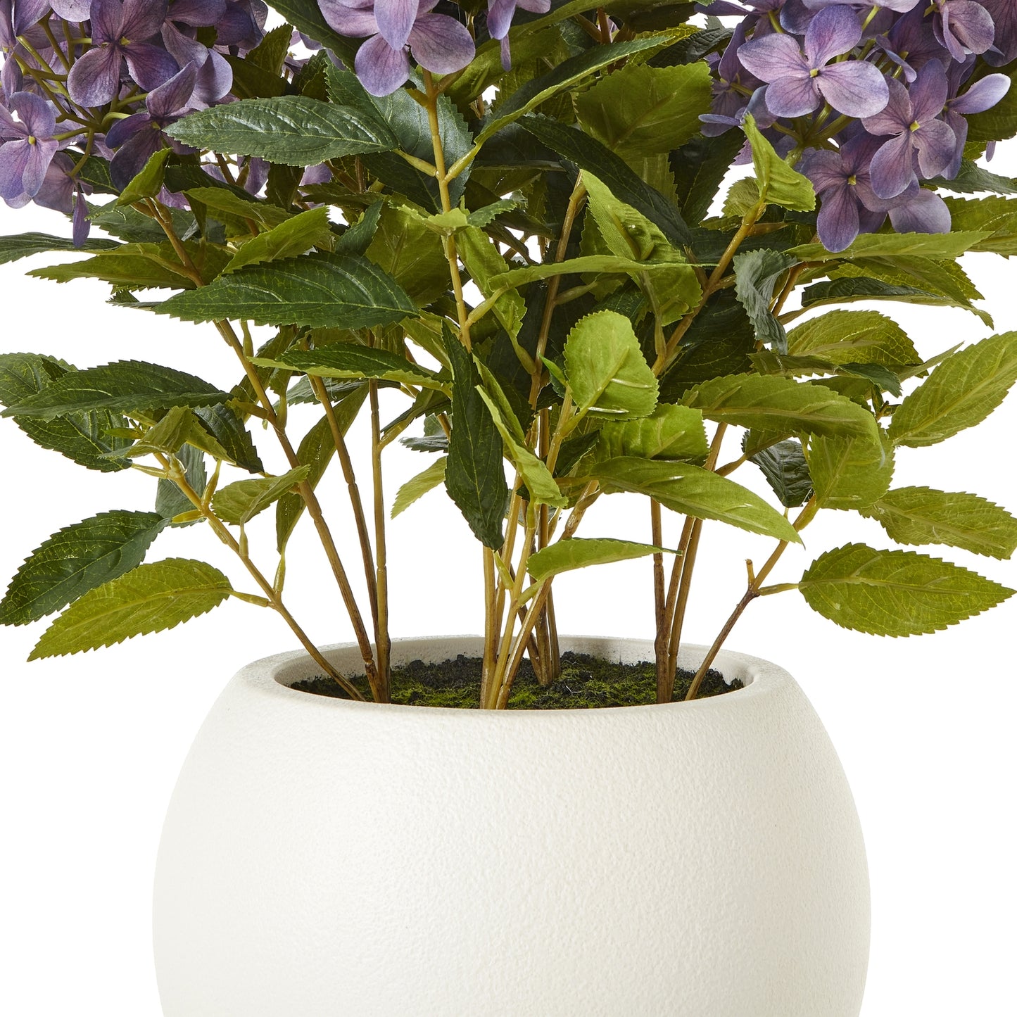 Medium Plum Hydrangea Plant In Pot